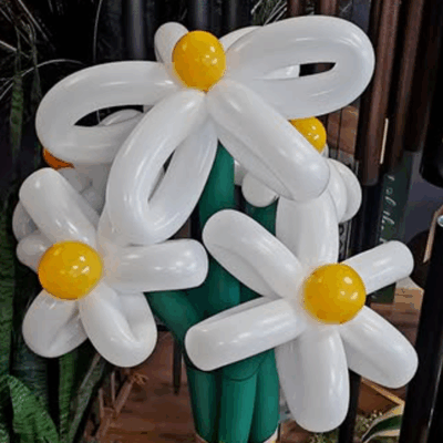 Jumbo Daisies